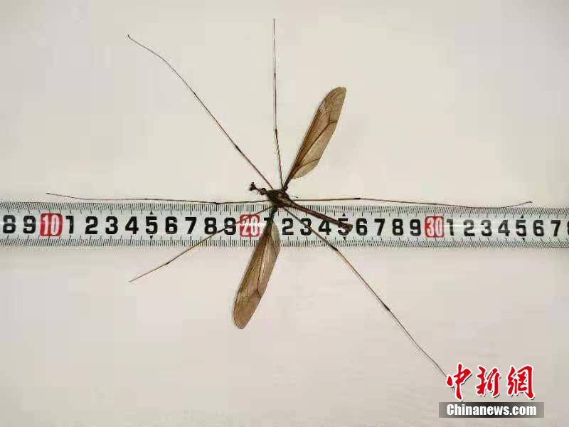 九價宮頸癌疫苗的非法商機：一針難求 政策紅利