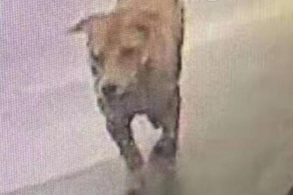 百度VS頭條交戰(zhàn)史：老將為王還是后來者居上？