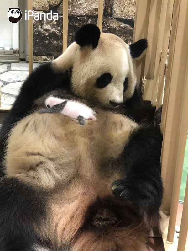 壓倒土巴兔IPO的稻草是什么？