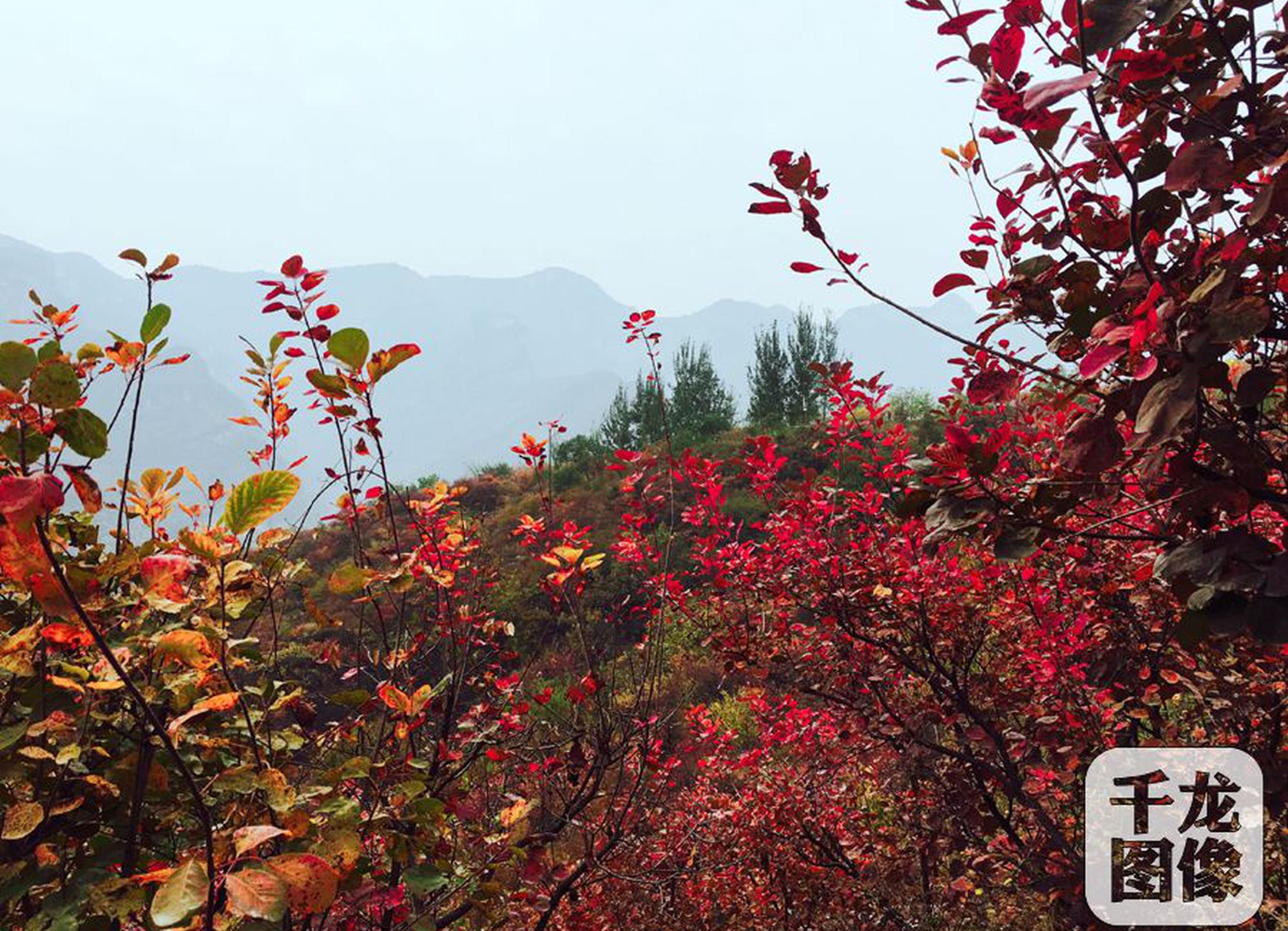 婉言 | 對話喬友林！AI是否能成為基層醫生對抗宮頸癌...