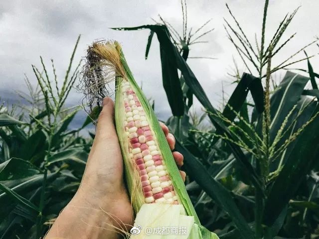北大學生逼得胡適汗流夾背