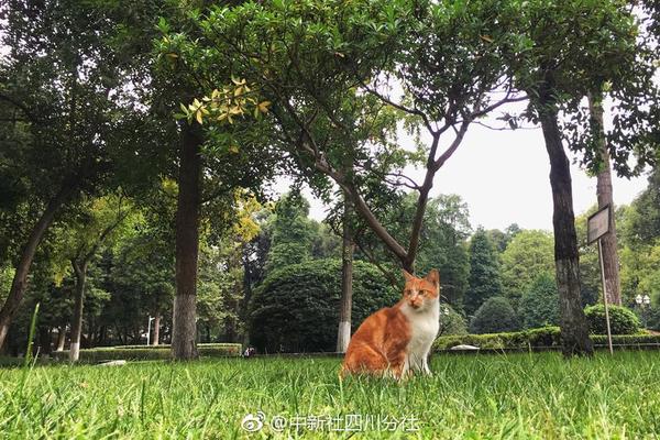 深陷信任危機的小紅書能否破局？