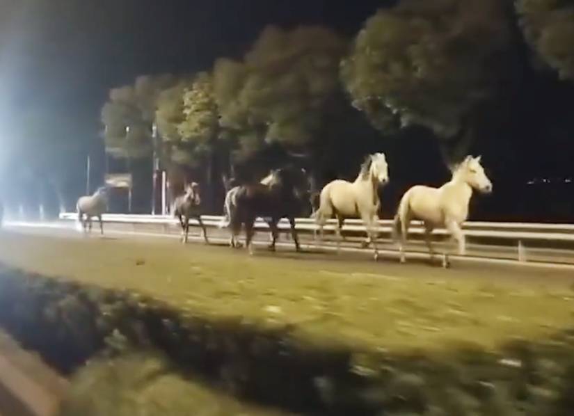 哭遼，寶藏男孩不要走