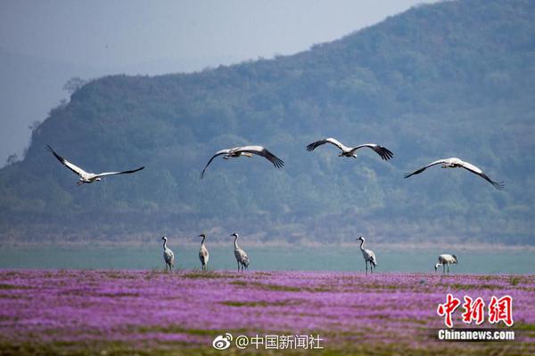 張鎬濂考入上戲安慰洪欣