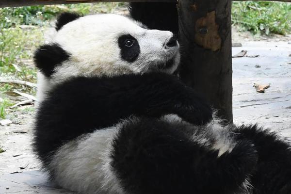 阿森納多讓人絕望？0-1落后，埃梅里委屈到要哭了