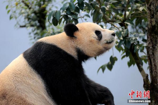 米蘭崩盤夜眾生相：隊(duì)長(zhǎng)主動(dòng)申請(qǐng)紅牌 孔蒂看了直搖頭