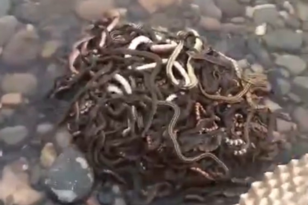 國產良心《紳探》打了多少偽燒腦劇的臉？