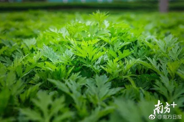 一對“毒鴛鴦”被查秒變戲精 稱“吸毒為了國家”