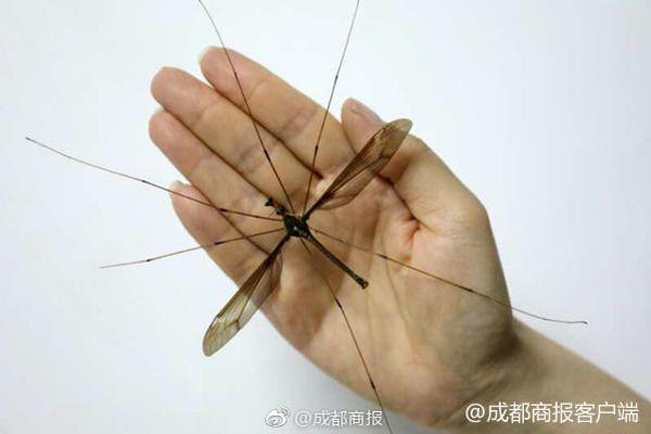 袁立曬“一家三口”合照疑似升級當媽？她只回復了3個字…