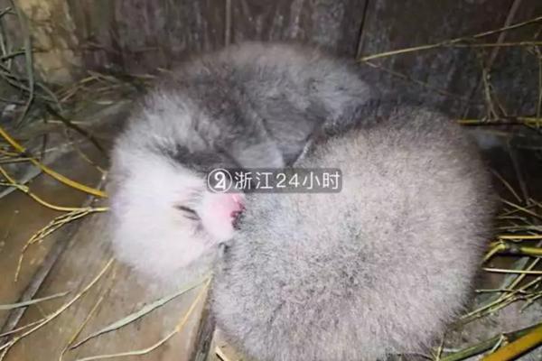 狐貍廚房 | 蜂蜜水清腸還養(yǎng)顏？專家說：除了長胖沒什么用
