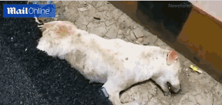 貝爾賽后脫隊直奔機場!西媒暴怒:皇馬是否應封殺他?