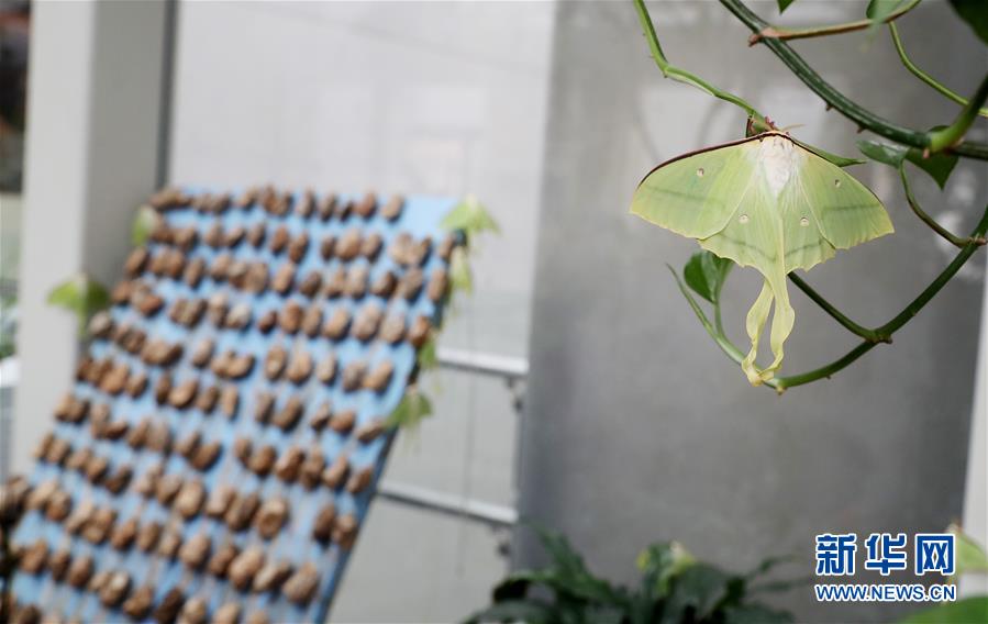 哈登:只想得到公正判罰