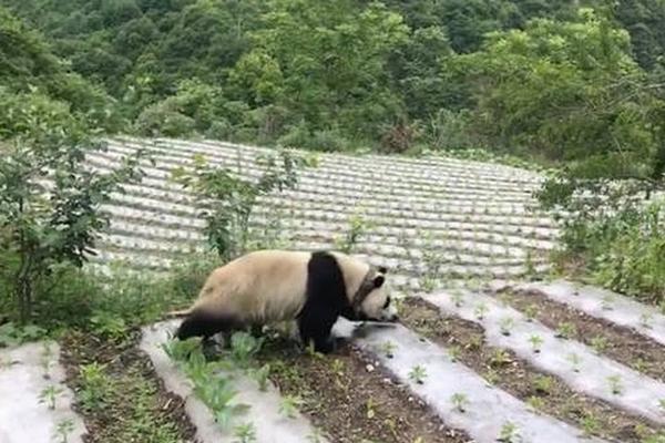 8部春節(jié)檔電影被盜版案告破 抓獲犯罪嫌疑人251人