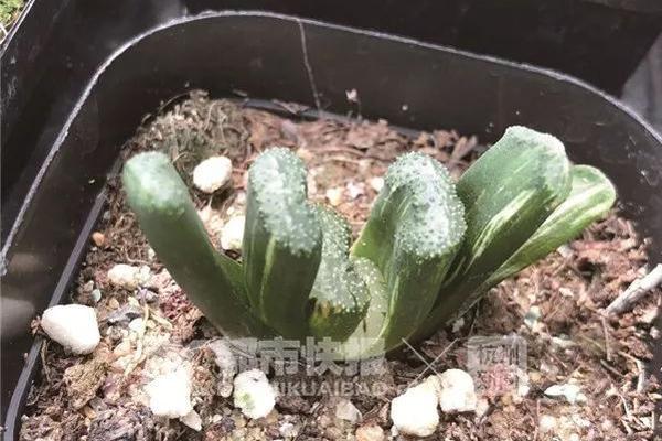 新浪2019國際學校擇校巡展震撼來襲