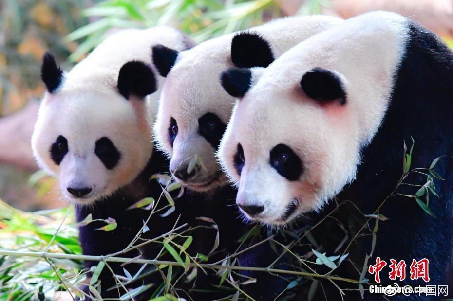 裁判承認漏吹4次犯規!火箭少12分