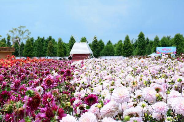楊洋：快樂才能使人像陽光