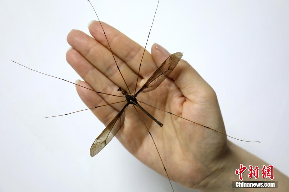 比起險(xiǎn)勝我更喜歡躺贏 雪佛蘭科魯澤上市四重禮