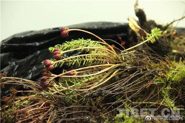 蔡國慶批朱正廷捂嘴笑 希望他們有強盛的陽剛之氣