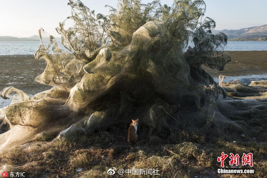 智慧栽實控人突遭拘留
