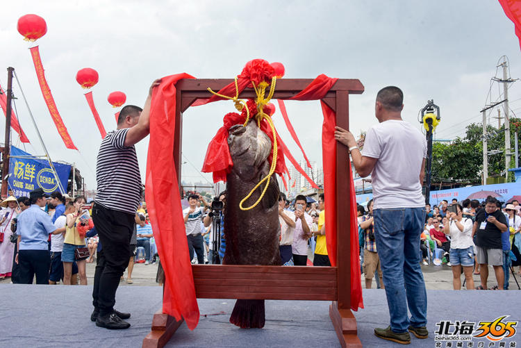 美國小黑喵先天性小腦發(fā)育不全 走路搖晃仿佛醉酒