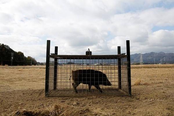俄軍T-72B3坦克越野涉水場面狂野