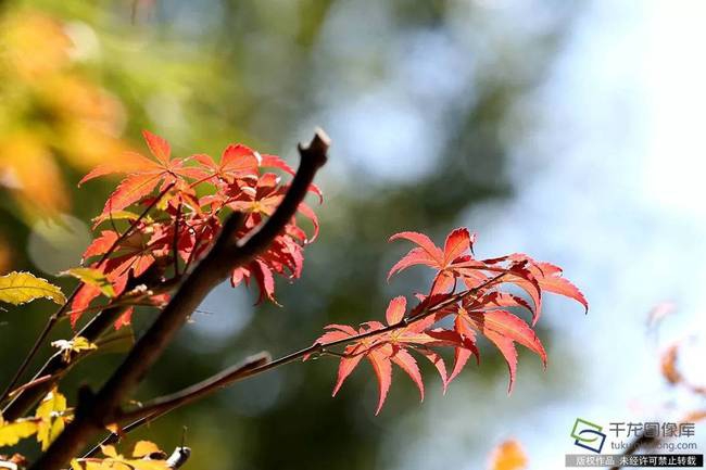 死去的寵物狗可以克隆"復(fù)活"嗎？