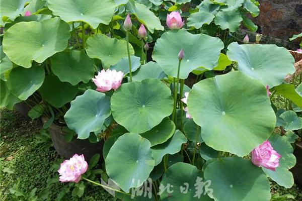 婉言 | 對話喬友林！AI是否能成為基層醫生對抗宮頸癌...