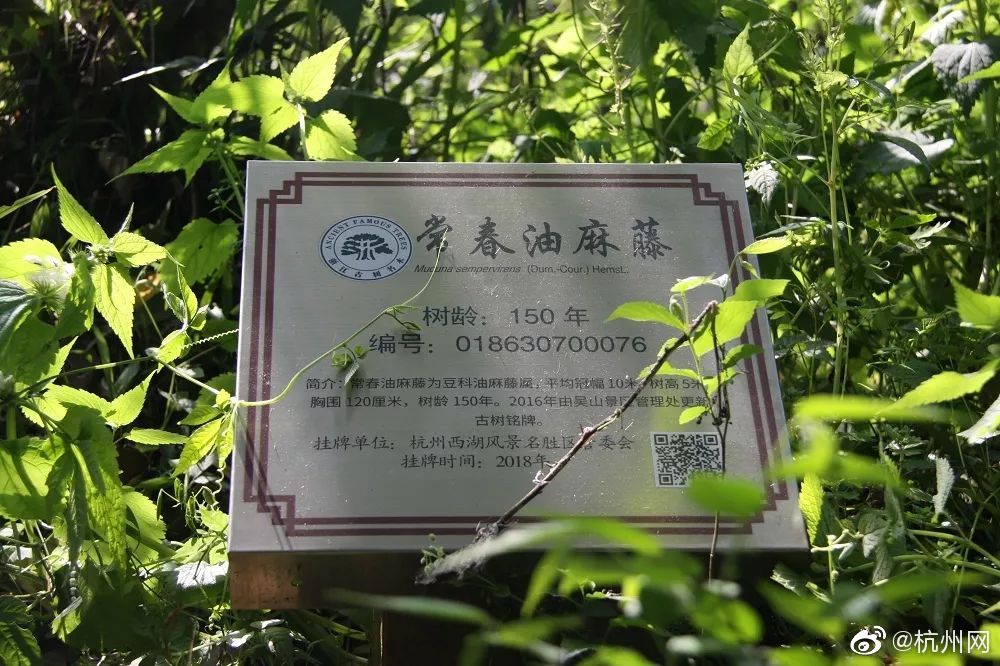 臺網(wǎng)友:做替死鬼還傻笑