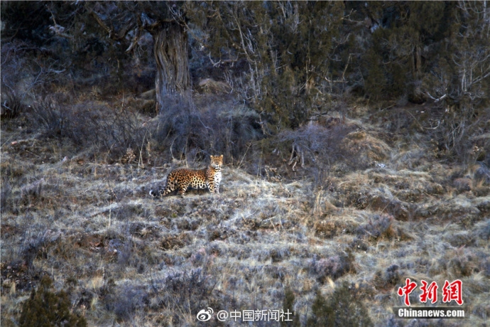 趙云為什么不受劉備重用？