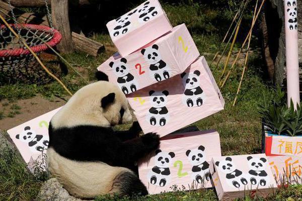 北極熊寶寶跌落冰崖 熊媽攀爬尋子
