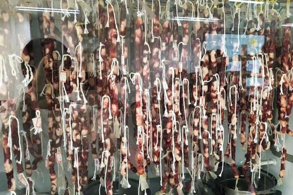 研究：貓能聽懂自己名字 看來理不理你是另外一回事