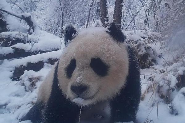 長期有癥狀小心腦溢血