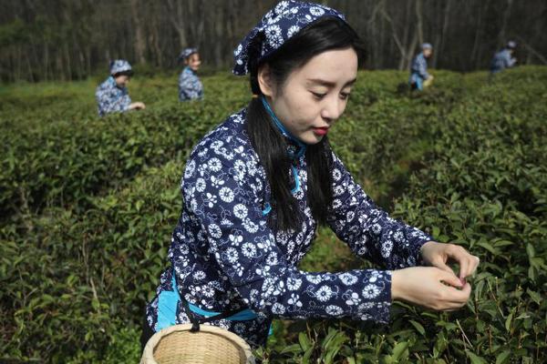 選公辦校還是國(guó)際校？