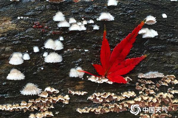 賀天舉出海游玩:生活不止眼前的茍且 還有詩和遠(yuǎn)方