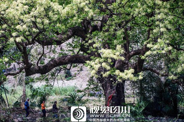 郭晶晶三兒女萌照 哥哥照顧妹妹