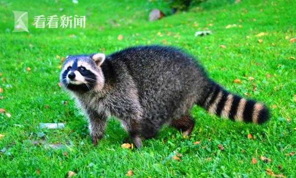 預防頭發變白一秘方搞定