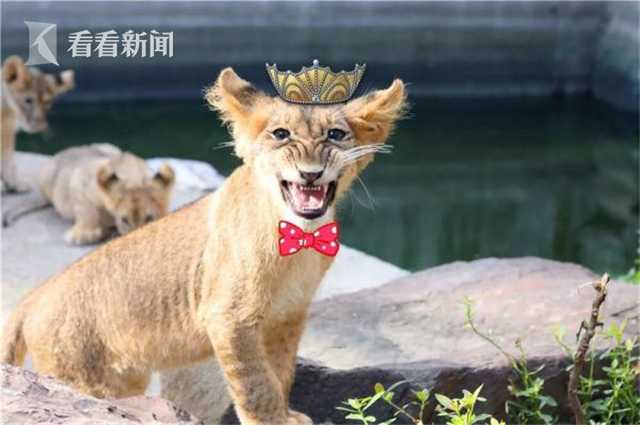 CBA下季新賽制:常規賽4組循環 增至46輪