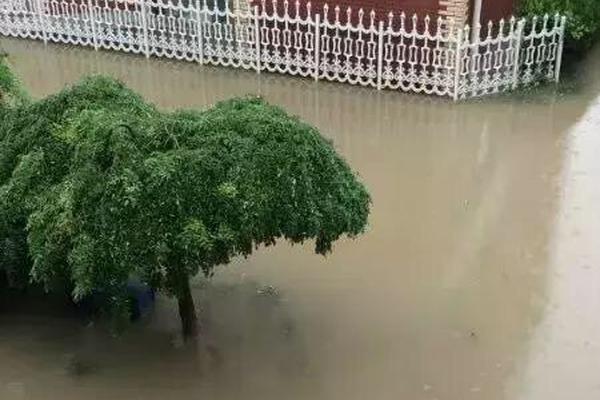 成都大熊貓繁育研究基地再添龍鳳胎大熊貓