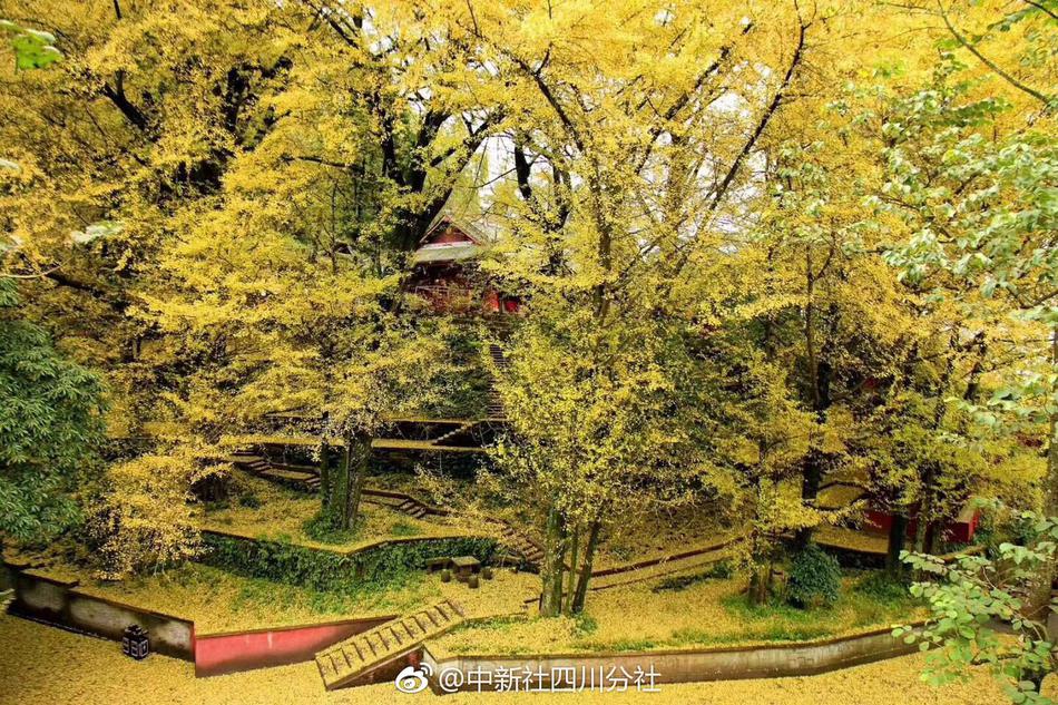 連媒:一方戰國安徹頭徹尾失利