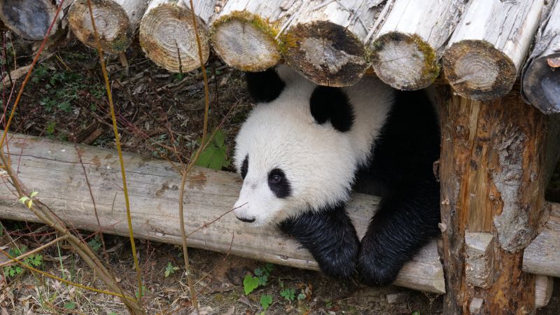 美國小黑喵先天性小腦發育不全 走路搖晃仿佛醉酒