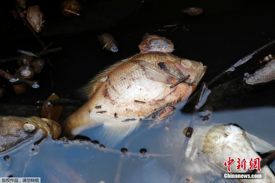男子為得到遺產 全城征婚