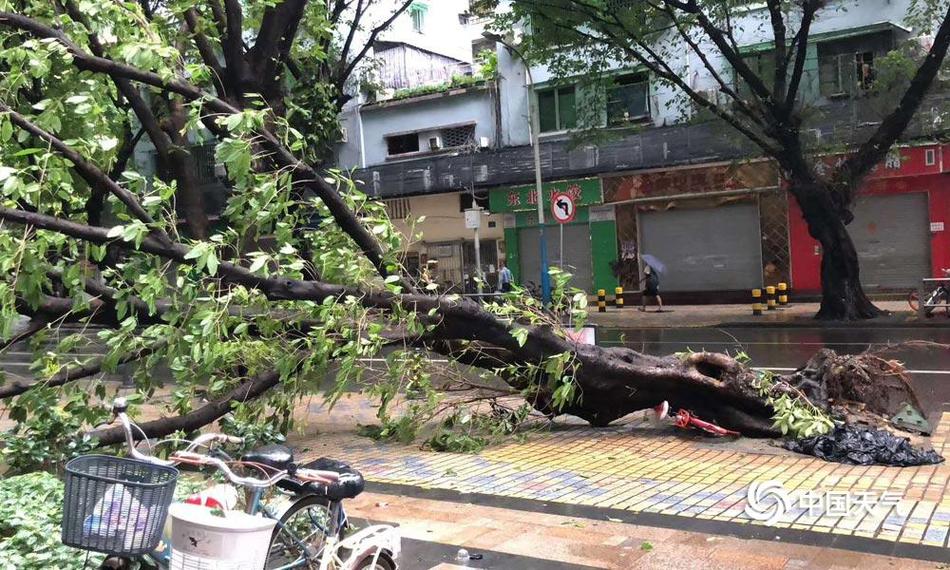 澳洲一大樹“哭泣”引百人膜拜 水務公司：水管...