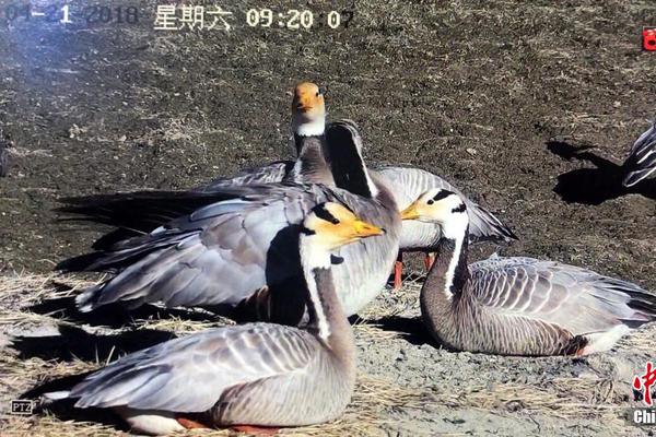 宮廷瑞獸登上3X3黃金聯賽