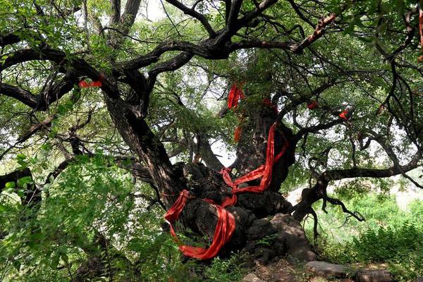 小紅書代寫產業鏈：編“種草”筆記 花錢上熱門推薦
