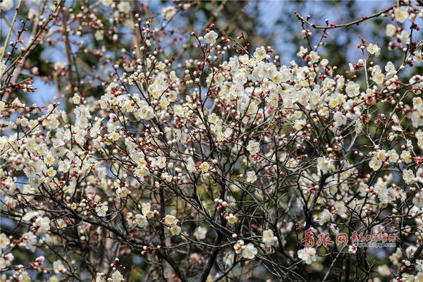 2019年中國北京世界園藝博覽會開幕