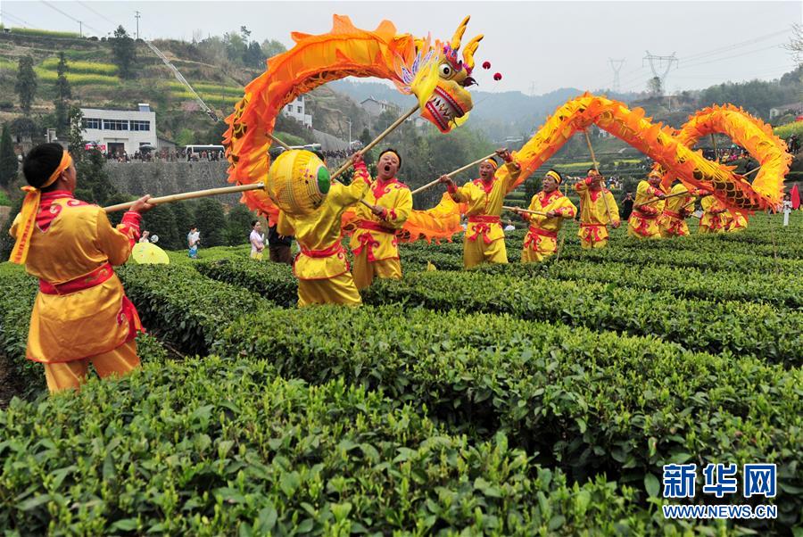 航拍韶關茶園 春季茶農采茶忙